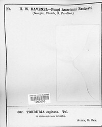 Tolypocladium capitatum image